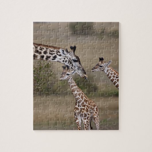 Maasai-giraffe (Giraffe tippelskirchi) Legpuzzel (Verticaal)
