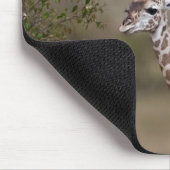 Maasai-giraffe (Giraffe tippelskirchi) Muismat (Hoek)