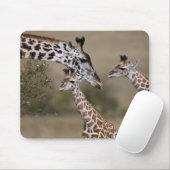 Maasai-giraffe (Giraffe tippelskirchi) Muismat (Met muis)