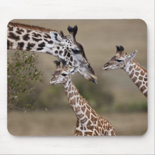 Maasai-giraffe (Giraffe tippelskirchi) Muismat