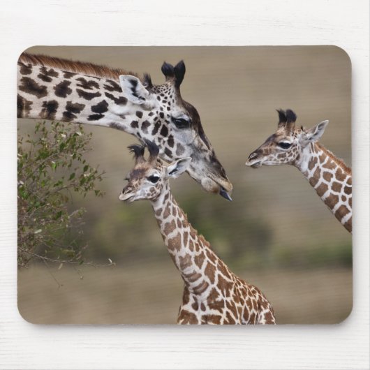 Maasai-giraffe (Giraffe tippelskirchi) Muismat (Voorkant)