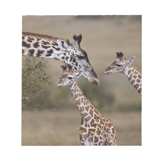 Maasai Giraffe (Giraffe Tippelskirchi) Notitieblok (Voorkant)