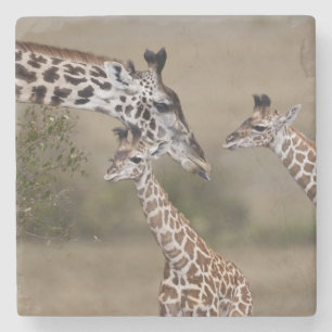 Maasai Giraffe (Giraffe Tippelskirchi) Stenen Onderzetter