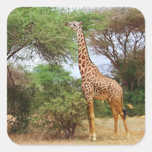 Maasai Giraffe Sticker (Voorkant)