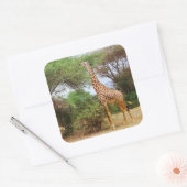 Maasai Giraffe Sticker (Envelop)