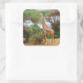 Maasai Giraffe Sticker (Tas)