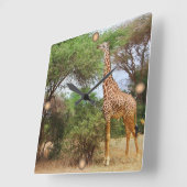 Maasai Giraffe Vierkante Klok (Hoek)