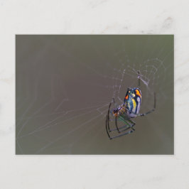 Mabel Orchard Orb-wever Briefkaart