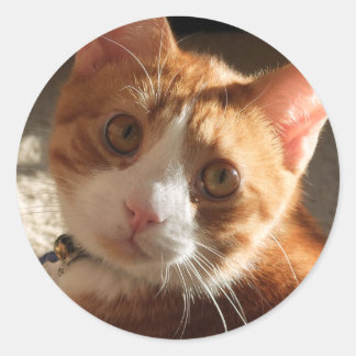 Mac Cat foto Stickers
