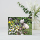 Mac, West Highland White Terrier Westie Briefkaart (Staand voorkant)