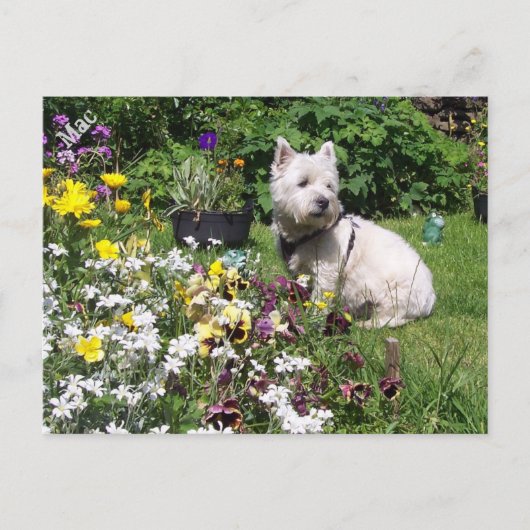 Mac, West Highland White Terrier Westie Briefkaart (Voorkant)