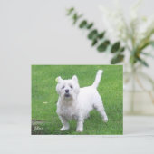 Mac westie briefkaart (Staand voorkant)