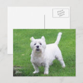 Mac westie briefkaart (Voorkant / Achterkant)