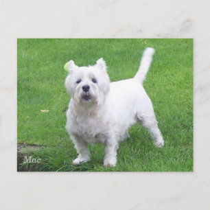 Mac westie briefkaart
