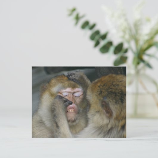 Macaca sylvanus briefkaart (Staand voorkant)