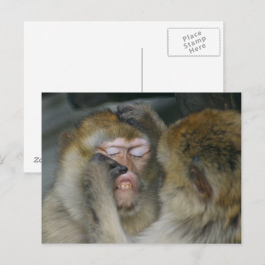 Macaca sylvanus briefkaart (Voorkant / Achterkant)