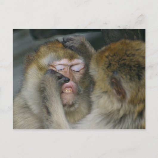 Macaca sylvanus briefkaart (Voorkant)