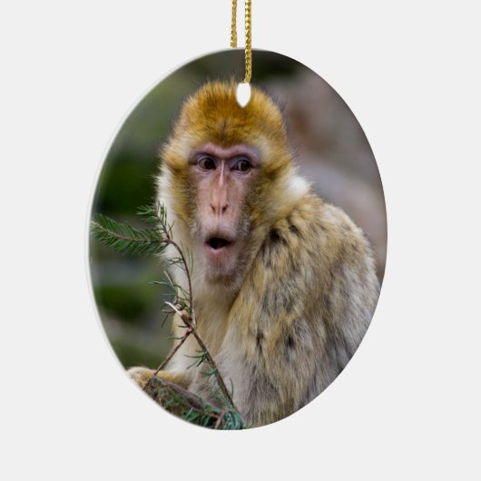 Macaca sylvanus keramisch ornament (Rechts)