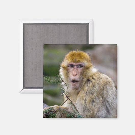 Macaca sylvanus magneet (Voorkant / Achterkant)