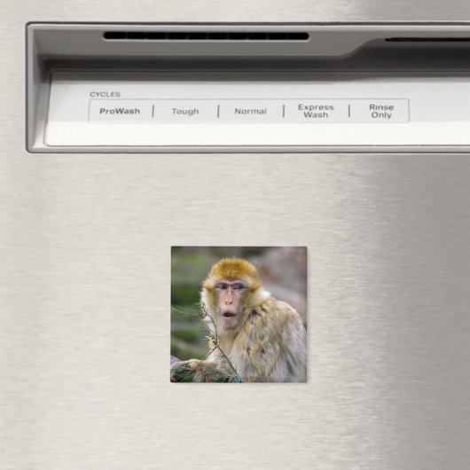 Macaca sylvanus magneet (Insitu (Vaatwasser))