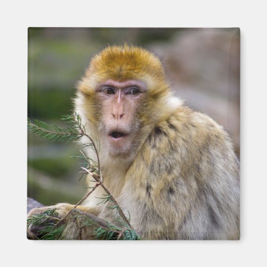 Macaca sylvanus magneet (Voorkant)