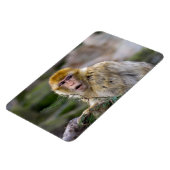 Macaca sylvanus magneet (Linkerzijde)