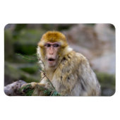 Macaca sylvanus magneet (Horizontaal)
