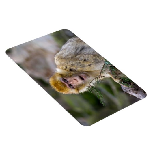 Macaca sylvanus magneet (Rechterzijde)