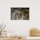 Macaca sylvanus poster (Keuken)