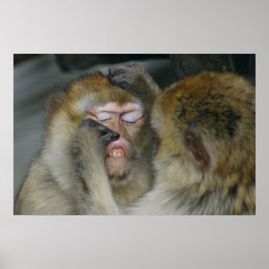 Macaca sylvanus poster (Voorkant)