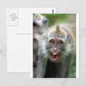 Macaque aap briefkaart (Voorkant / Achterkant)