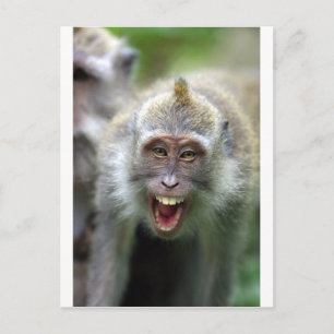 Macaque aap briefkaart