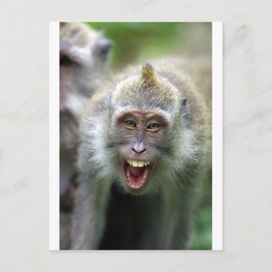 Macaque aap briefkaart (Voorkant)