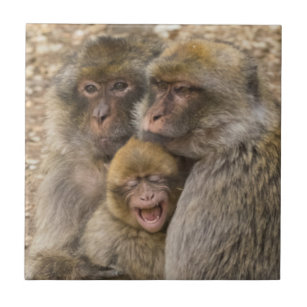 Macaque apen en Baby Tegeltje