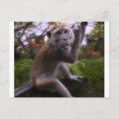 Macaque Briefkaart (Voorkant)