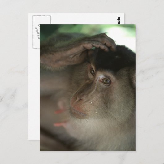 Macaque Briefkaart (Voorkant / Achterkant)