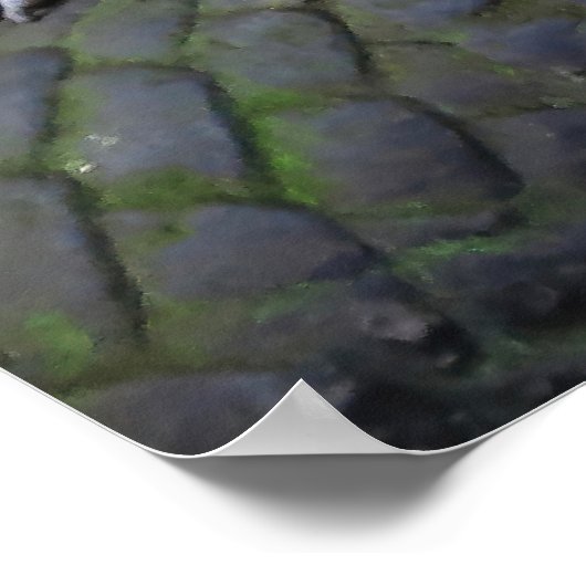 Macaque familie poster (Hoek)