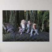 Macaque familie poster (Voorkant)