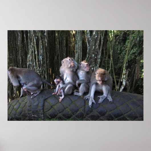 Macaque familie poster (Voorkant)