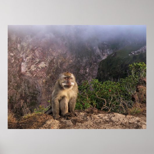 Macaque Mediteren in de mist Poster (Voorkant)