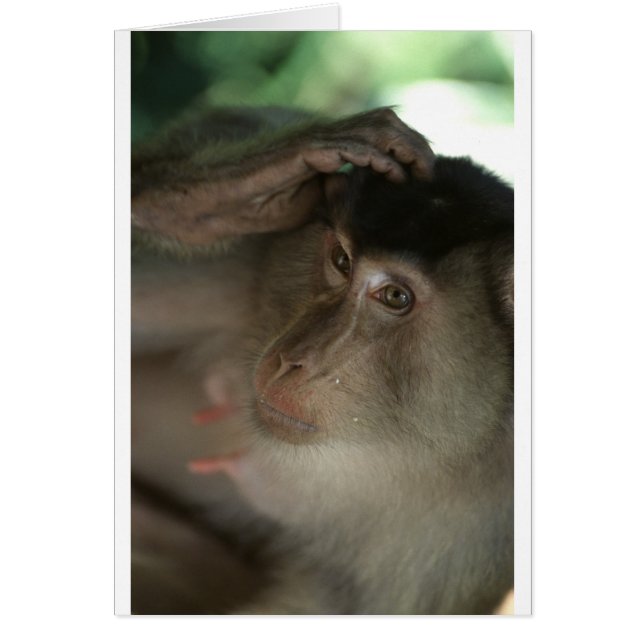 Macaque Monkey Borneo (Voorkant)