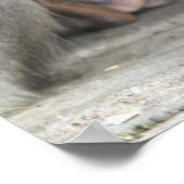 Macaque Monkey Poster (Hoek)