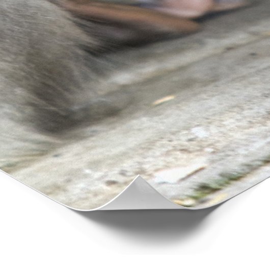 Macaque Monkey Poster (Hoek)