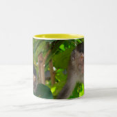 Macaque Monkeys mok (Center)