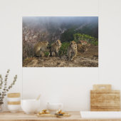 Macaques in de lijst poster (Keuken)