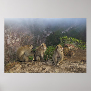 Macaques in de lijst poster