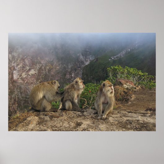 Macaques in de lijst poster (Voorkant)