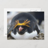 Macaroni Penguin Flop Briefkaart (Voorkant / Achterkant)