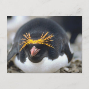 Macaroni Penguin Flop Briefkaart