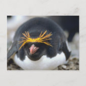 Macaroni Penguin Flop Briefkaart (Voorkant)